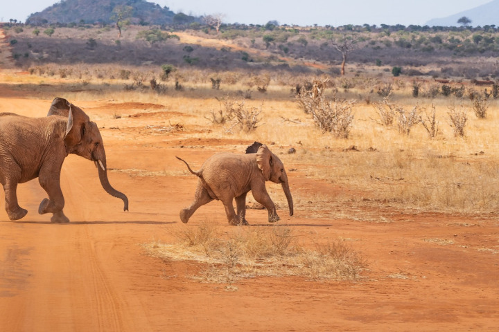 East Africa safari